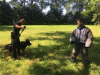 Policyjny przewodnik psa i policjant z Niemiec podczas ćwiczeń z psem służbowym.